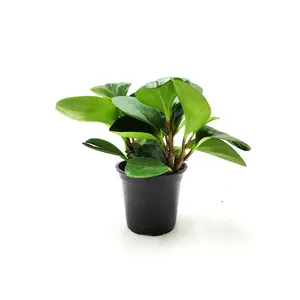Peperomia Green, Peperomia obtusifolia, Baby Rubberplant, Pepper Face - House Plants, Tropical Plants, Foliage plants - 4" Pot