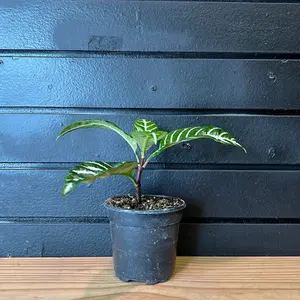 Aphelandra squarrosa - Zebra Plant 4 Inch