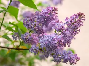 Common Lilac Plants Live Ready to Plant - 4 Inch Pot - Lilac Bushes Live Plant - Cold Hardy - Double Blue Lilac Tree - No Ship To AK, HI and P.R.