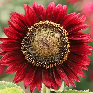 25 Chocolate Cherry Sunflower Seeds for Planting - Heirloom Sunflower Seeds for Planting Outdoors - Garden Seed Sunflower Gifts