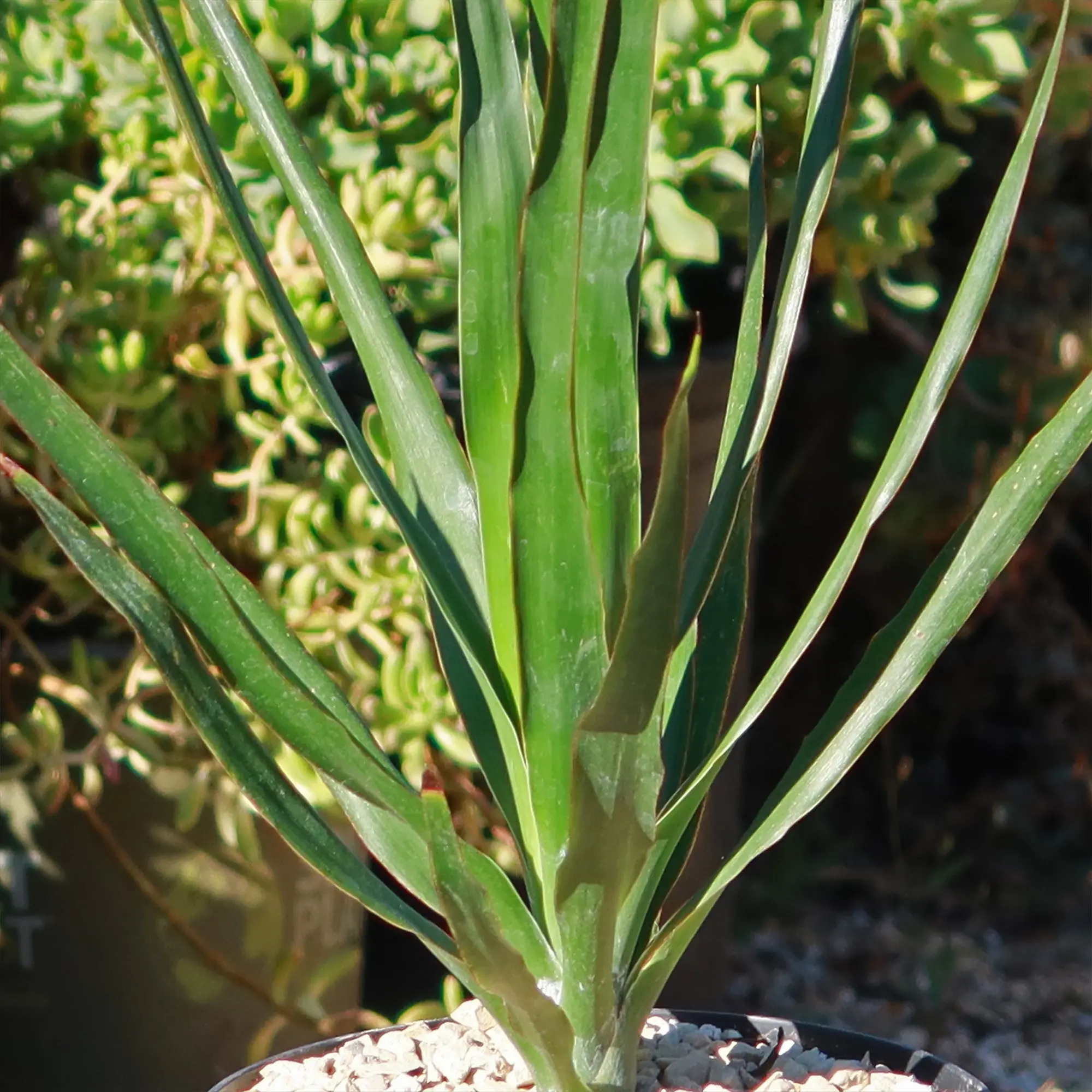 Dragon Tree 'Dracaena draco'