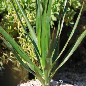 Dragon Tree 'Dracaena draco'
