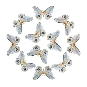 Emperor Gum Moth Multi-Pack