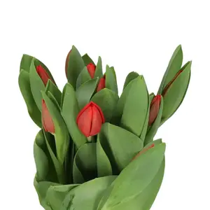 Tulip Escape - 50 Stem Bunch