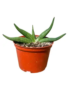 6" Sansevieria Patens – Snake Plant – Live Plant