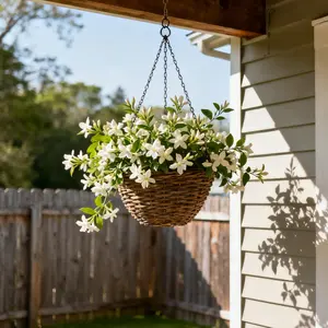 Fragrant Jasmine Seeds for Planting – Non-GMO, Easy-Care Blooms Ideal for Garden Fence & Patio Decor