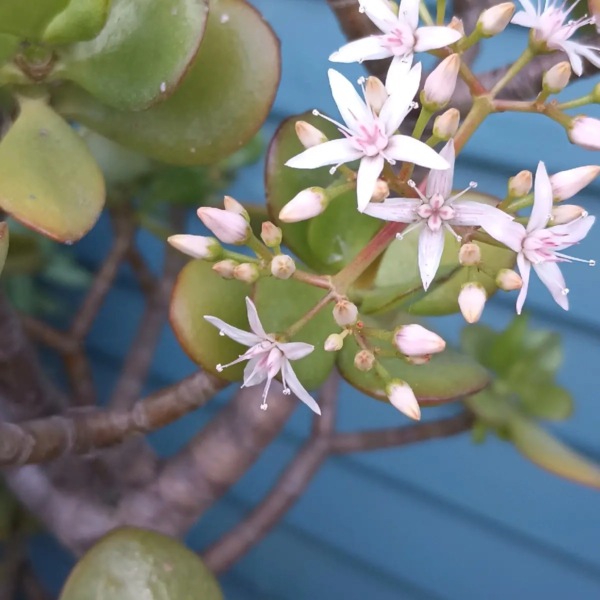 Variety of Different Jade Plant Cuttings - Non Rooted 3 Inch (Silver dollar, Gollum, Money Tree, Elephant Bush)