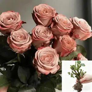 Rose seedlings, retro milk tea color, petal double fragrant, easy to cultivate, romantic flower seedlings