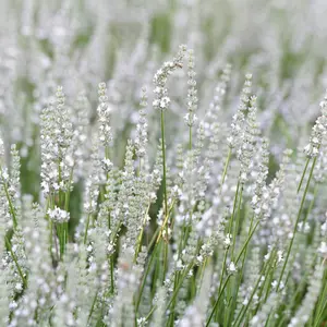 Snow Lavender Seeds 1000 Pcs Perennial Drought-Tolerant  Pollinator Friendly Seeds for Planting Fragrant and Delicate Flowers with White Blooms