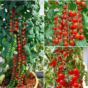 Cherry Tomato Seeds for Planting, Heirloom Tomato Vegetable Garden Seeds, High Germination, Non-GMO, Sweet & Juicy, Easy to Grow, High Yield for Home Garden, Raised Beds & Containers
