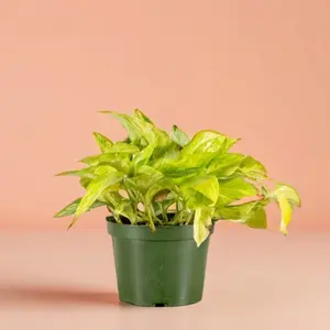 Pothos Neon Queen – Indoor Live Plant, Rare Marbled Pattern of Cream & Neon Green, Variegated Trailing Pothos, Medium, Easy Care & Air Purifying, Beginner Friendly, Bright Light