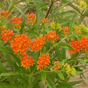 Hoss Butterfly Milkweed Seeds | 1 Gram | Garden Pollinator Seed