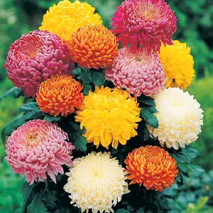 Chrysanthemum Seeds, Ground-Cover Plants, 100pcs/pack