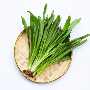 Culantro Grow Your Own Flavorful Herb Seeds 2 Pack x 4000 Seeds Fast Germination Indoor Outdoor Balcony Patio Urban