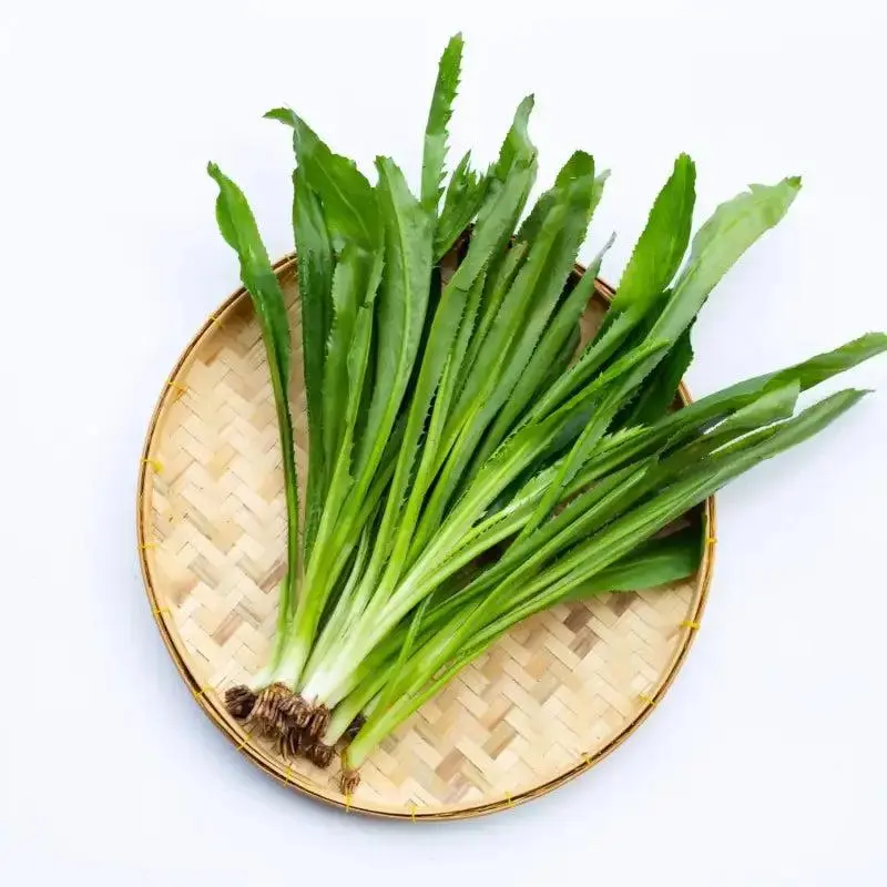 Cilantro Seeds - 1000 Shade Plant Seeds, Heat-Tolerant Tropical Leaf Herb with Vitamin C & Carotene, Partial Shade Suitable, Ideal for Caribbean Cuisines & Home Garden Supplies (NGO GAI Sawtooth Fitweed)