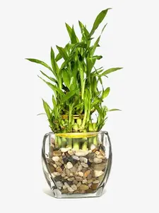 Three Tier Lucky Bamboo Indoor Live Plant in Glass Square Vase With Multi-Toned River Pebbles, Live Lucky Bamboo, Feng Shui Plant,