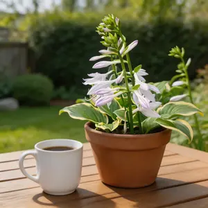 Hosta Seeds for Garden Planting Non-GMO Easy Grow Perennial Flower Seeds for Outdoor Indoor Garden Decoration Home Garden Supplies