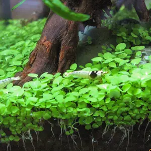 5000 Seeds Large Aquatic Water Grass Decor-Big Leaf Random Aquatic Plant Grass Seeds Indoor Beautifying Plant Seeds Oxygenating Weed Live Pond Plant Seeds,Fish Aquatic Water Grass Decor-Big Leaf