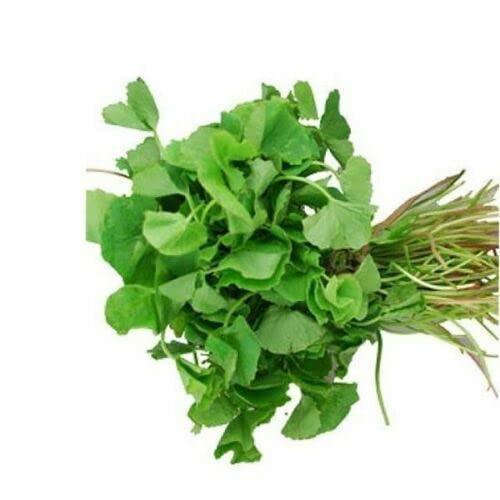 200+ Seeds Gotu Kola Big Leaf Centella Asiatica Indian Pennywort Brahmi Rau Má Organic Vegetable Planting Non-GMO, green
