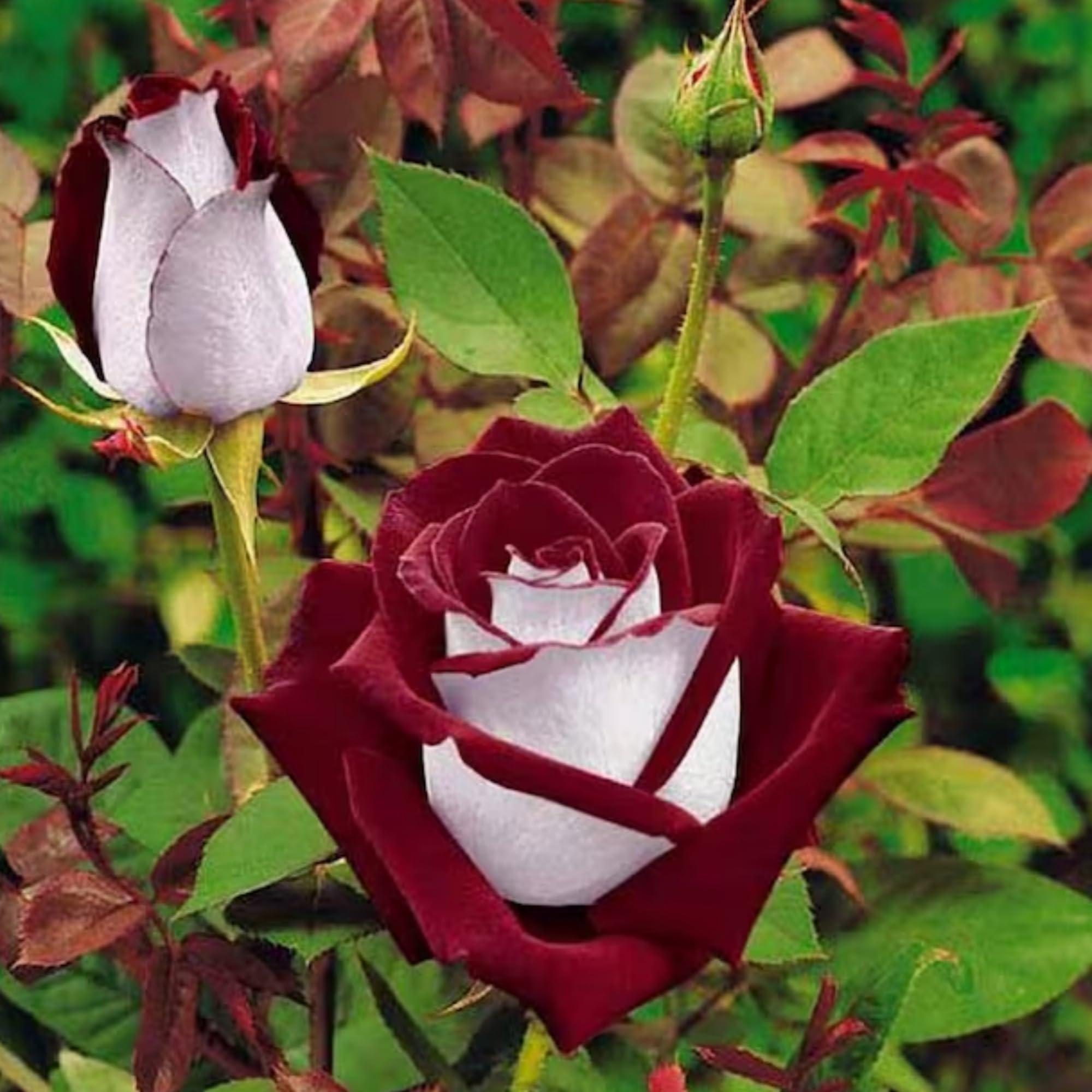 300+ Rare Rose Seeds for Planting - Rare Multi Colorful Rainbow Rose Flower Seeds