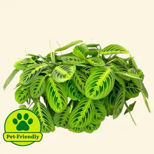 Lemon Lime Maranta 6” - Pet Safe Prayer Plant Easy Care