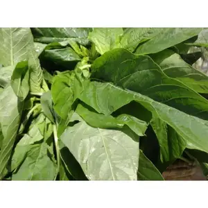 Vegetables Seed - Jamaican Callaloo - GREEN Amaranth