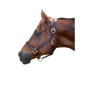 TS Leather Turn Out Halter Adjustable Chin with Snap