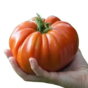Tomato SUPERSTEAK Seeds - Organic  Non GMO - Fast Ship! Vining Vegetable - Huge 2 LB Tomatoes! Garden