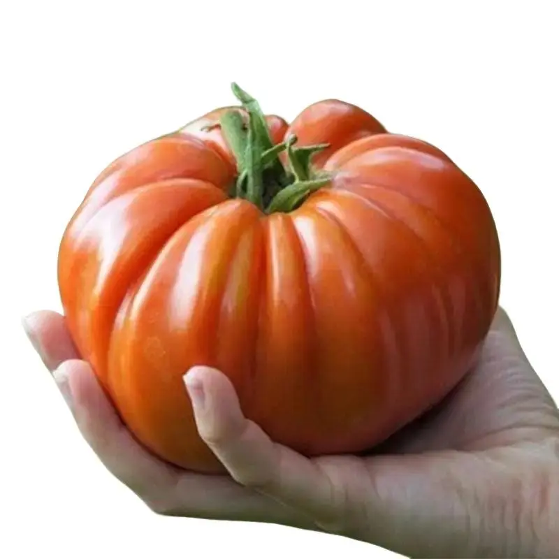 Tomato SUPERSTEAK Seeds - Organic  Non GMO - Fast Ship! Vining Vegetable - Huge 2 LB Tomatoes! Garden