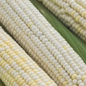 Heirloom Eureka Ensilage Dent Corn Seeds - Organic and Regenerative Gardening Seeds