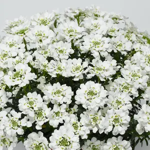 Snowsurfer Forte Candytuft
