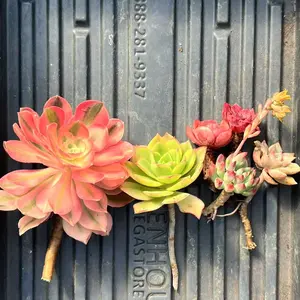 Mystery Box for 5 different Cutting(No roots) Succulents - April Farm