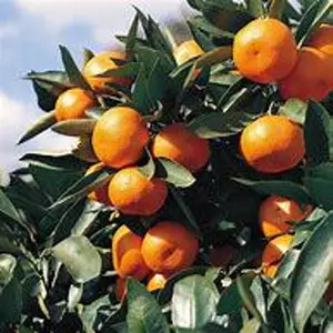 Kishu Mandarin Tree