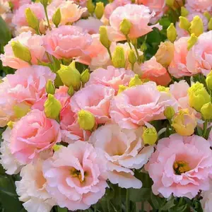 800 Pcs Lisicodon grandiflorum flower seeds mixed color four seasons flowering easy to live indoor and outdoor cold resistance in autumn and winter