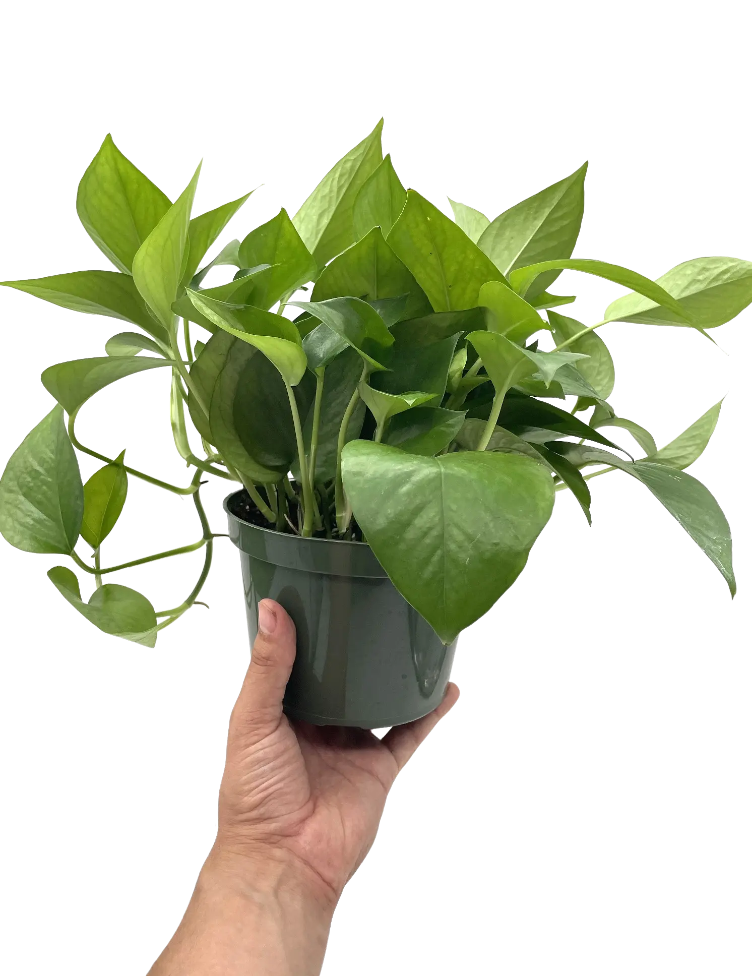 LJ Plant Nursery - Jade Pothos - 6 Inch Pot