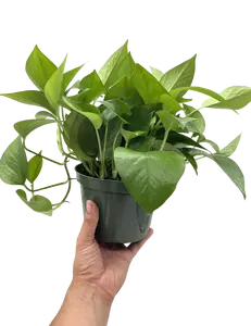 LJ Plant Nursery - Jade Pothos - 6 Inch Pot