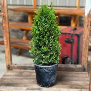 Junior Giant Arborvitae PP#31,297 - Compact Privacy Conifer, Fast-Growing Evergreen, Deer & Pest Resistant, Year-Round Green Foliage, Ideal for Small Spaces & Privacy Screens