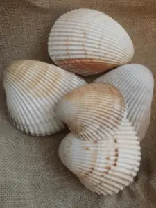 Giant Atlantic Cockle Shells (Dinocardium robustum)