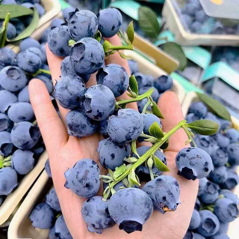 Blueberry Bare Root Plant - Strong Roots, Healthy Plant, Easy to Grow, Ideal for Home Gardening