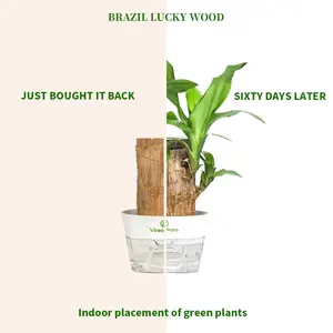 Mature Brazilian Lucky Wood Live Plant - 1 Pack with Nutrient Solution, U.S. Farm Grown, Palo de Brasil, Low-Maintenance Indoor Desktop Ornament for Beginners