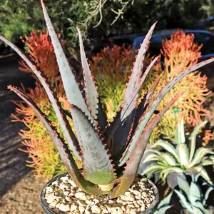 Aloe divaricata 'Diablo'