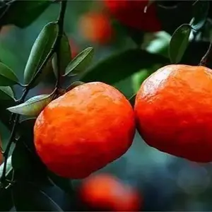 20 Tangerine Mandarin Orange Citrus Fruit Tree Seeds Garden Plant Seeds Fruit Tree Seeds Natural Fruit Seeds 20+ Dwarf Orange Seeds