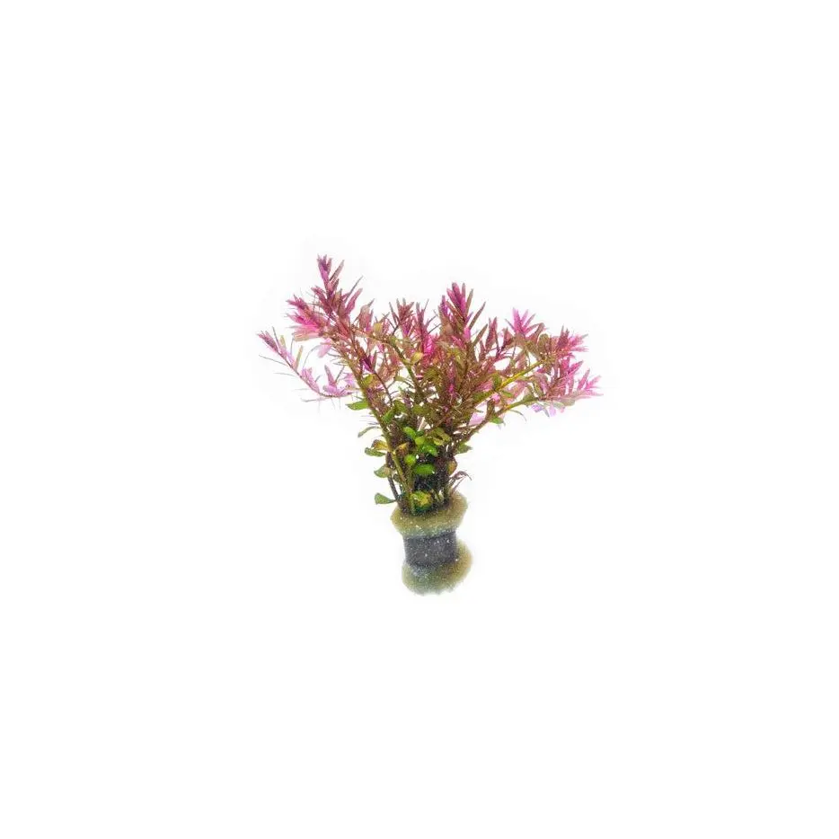 Rotala Blood Red