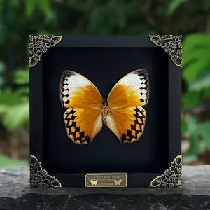 Framed Jungle Queen Butterfly Display Taxidermy Preserved Insect Unique Gifts Entomology Oddities Collection Vibrant Wall Art Home Decor Wood Shadow Box Design Nature Inspired Art
