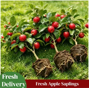 Apple Tree Live Plant | Sweet Edible Fruit Tree | Easy Grow for Home Garden