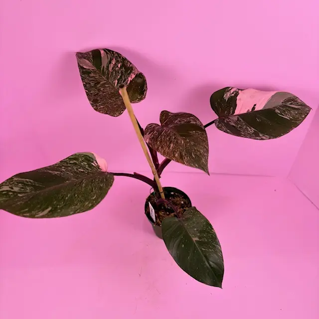 spider plant varieties Easy to Grow Bulbs Spider Plant Variegated Houseplant main image 0