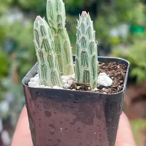 Pickle Cactus | Kleinia Stapeliiformis | Baby Plants
