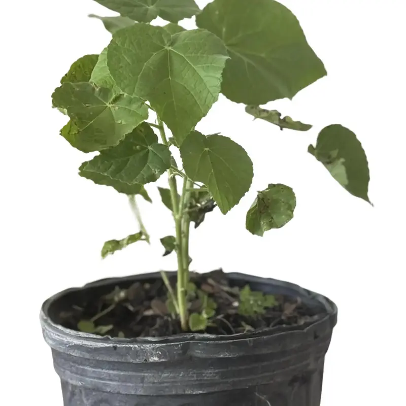 Herb Seeds PLANTA ABRE CAMINOS CON RAIZ Eupatorium villosum SW  Aromatichesky Arbust Silvestre for Baos Purificadores - TikTok Shop