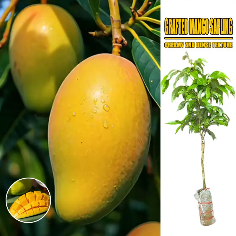 Mango naked rooted fruit tree seedlings