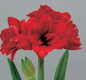 Double Dragon Amaryllis Bulb - Double Blooming Amaryllis, Easy to Grow Bulbs